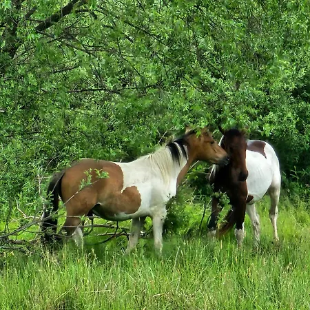 Wysoka Trawa Gruszkow Kowary