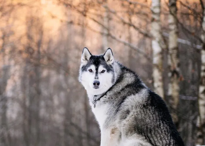 Holiday home Wysoka Trawa Gruszkow