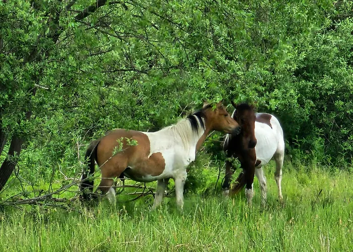 Wysoka Trawa Gruszkow Kowary